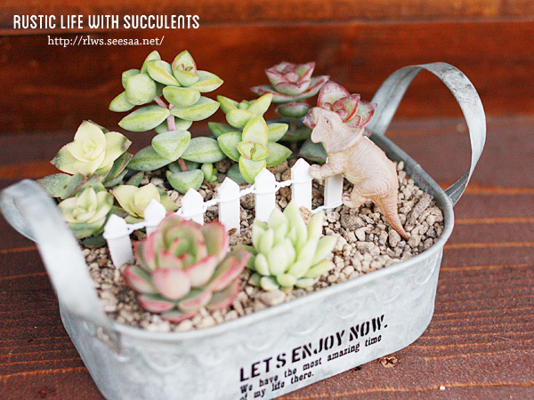 星系寄せ植えに恐竜 ポリフィラにお花が Rustic Life With Succulents